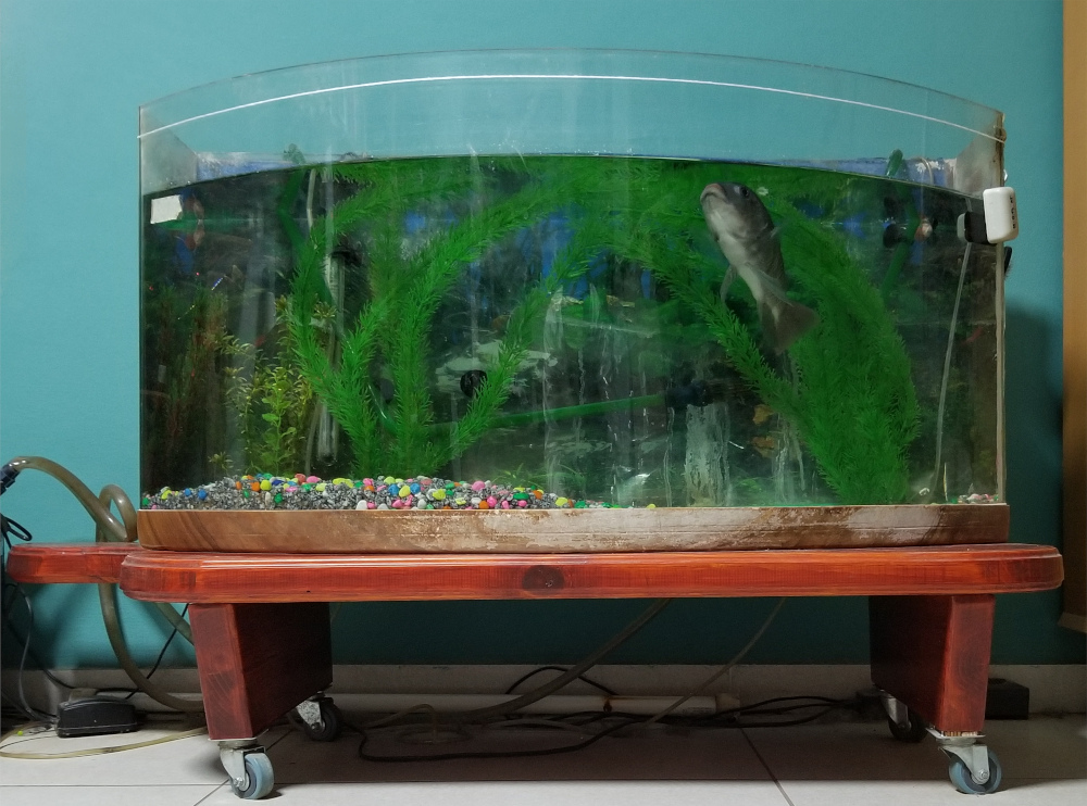 IMG: Acquarium stand - head on view